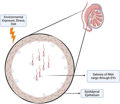 Paternal epigenetic influences on placental health and their impacts on offspring development and disease